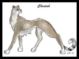 Cheetah Gift