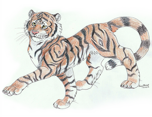 A Tiger