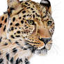 Amur Leopard Portrait