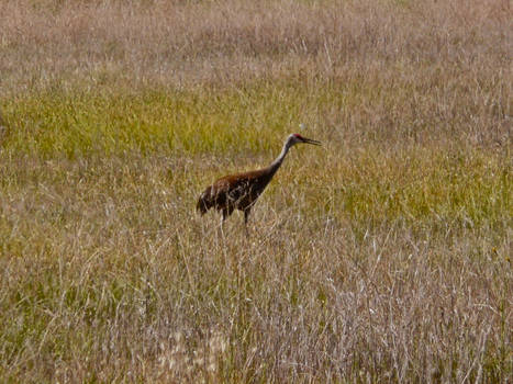 Crane in field