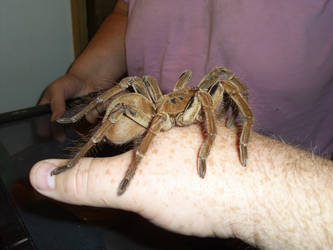 Charlotte     Goliath birdeater 4