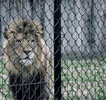 Lions in the Zoo