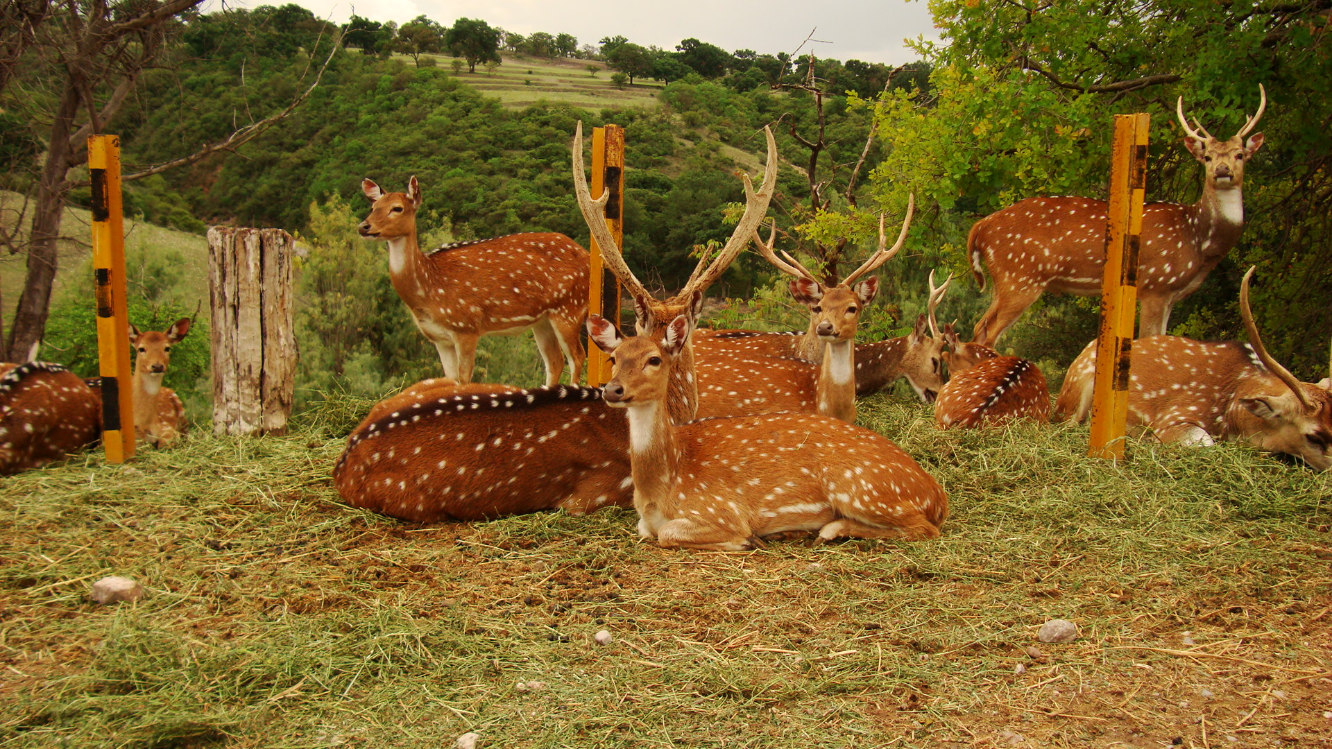 Bambi, The King of Kings