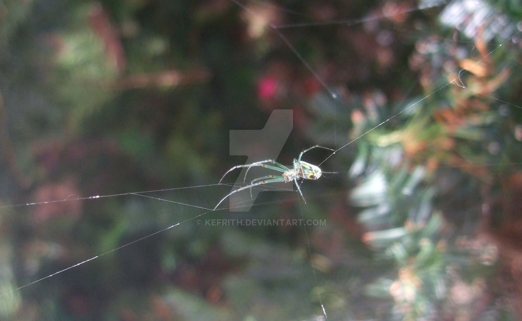 Gossamer Insects Gossamer Arachnid by Kefrith on DeviantArt