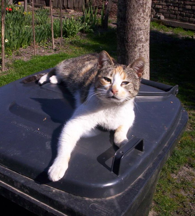 Resting on the trashcan...