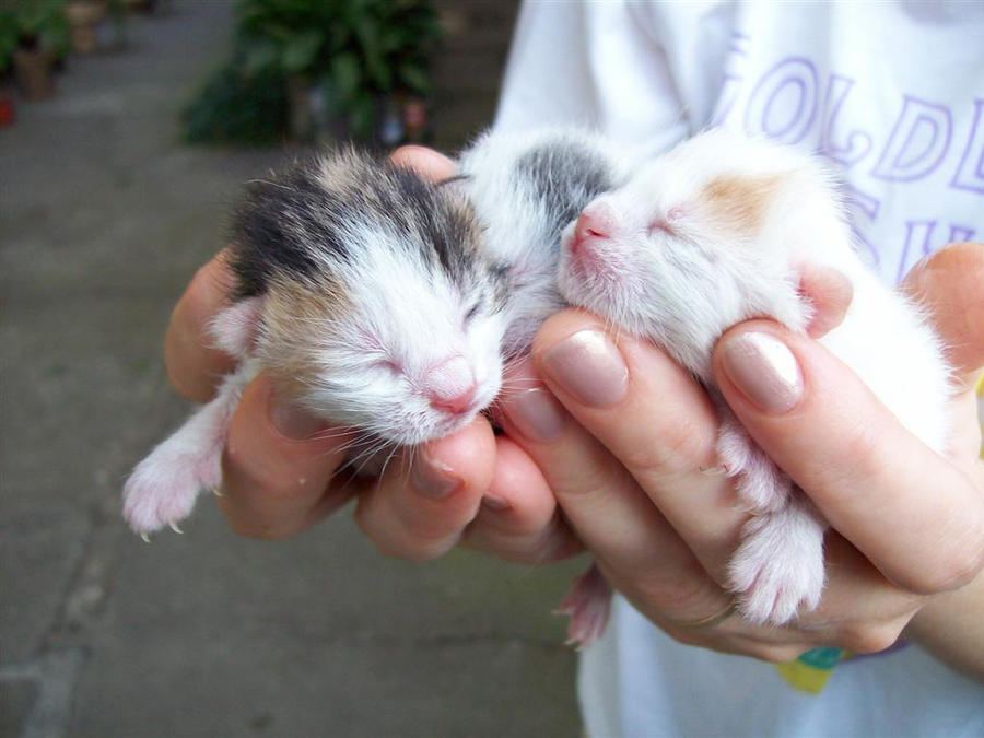 Hands full of kittens