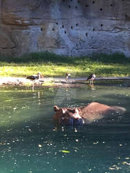 Animal Kingdom-Hippo