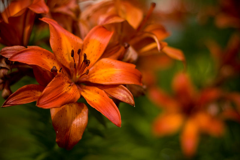 Stargazer stock by EK-StockPhotos