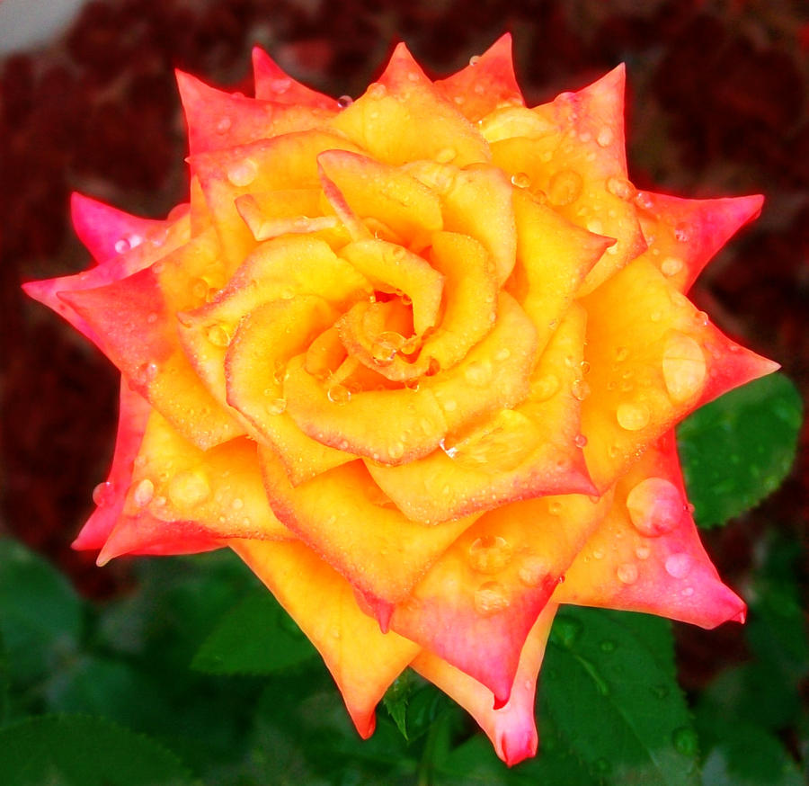Pretty Rose by Alacoplitico on DeviantArt