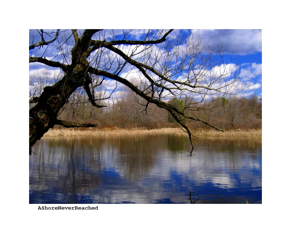 Turtle Pond