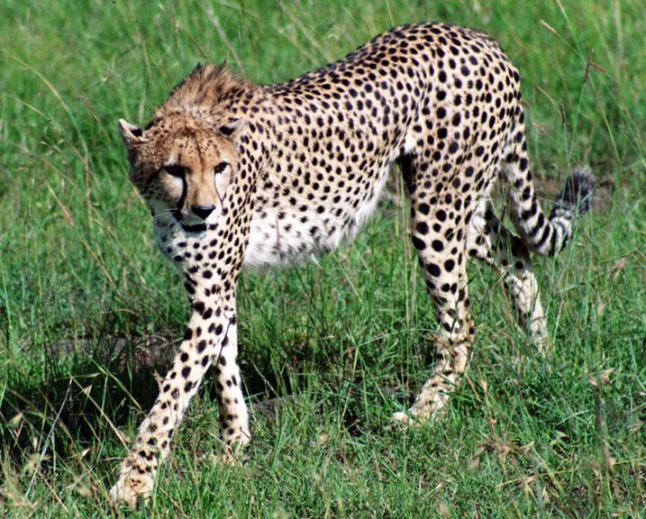 Cheetah