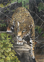 Yaguarete, Jaguar