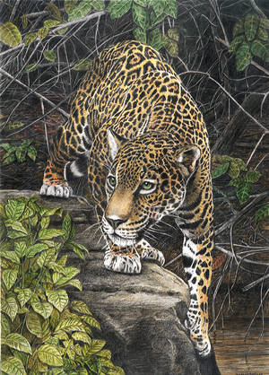 Yaguarete, Jaguar by salinasj