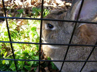 Through the Bars