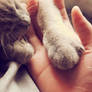 #5 Holding your paws