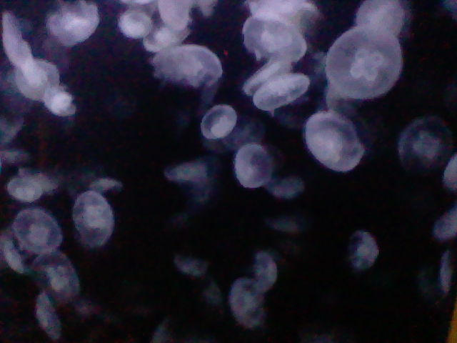 Moon jellies in the distance