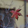 Red Leaf