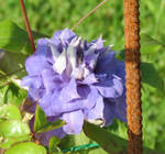 Lilac Clematis by Kattvinge