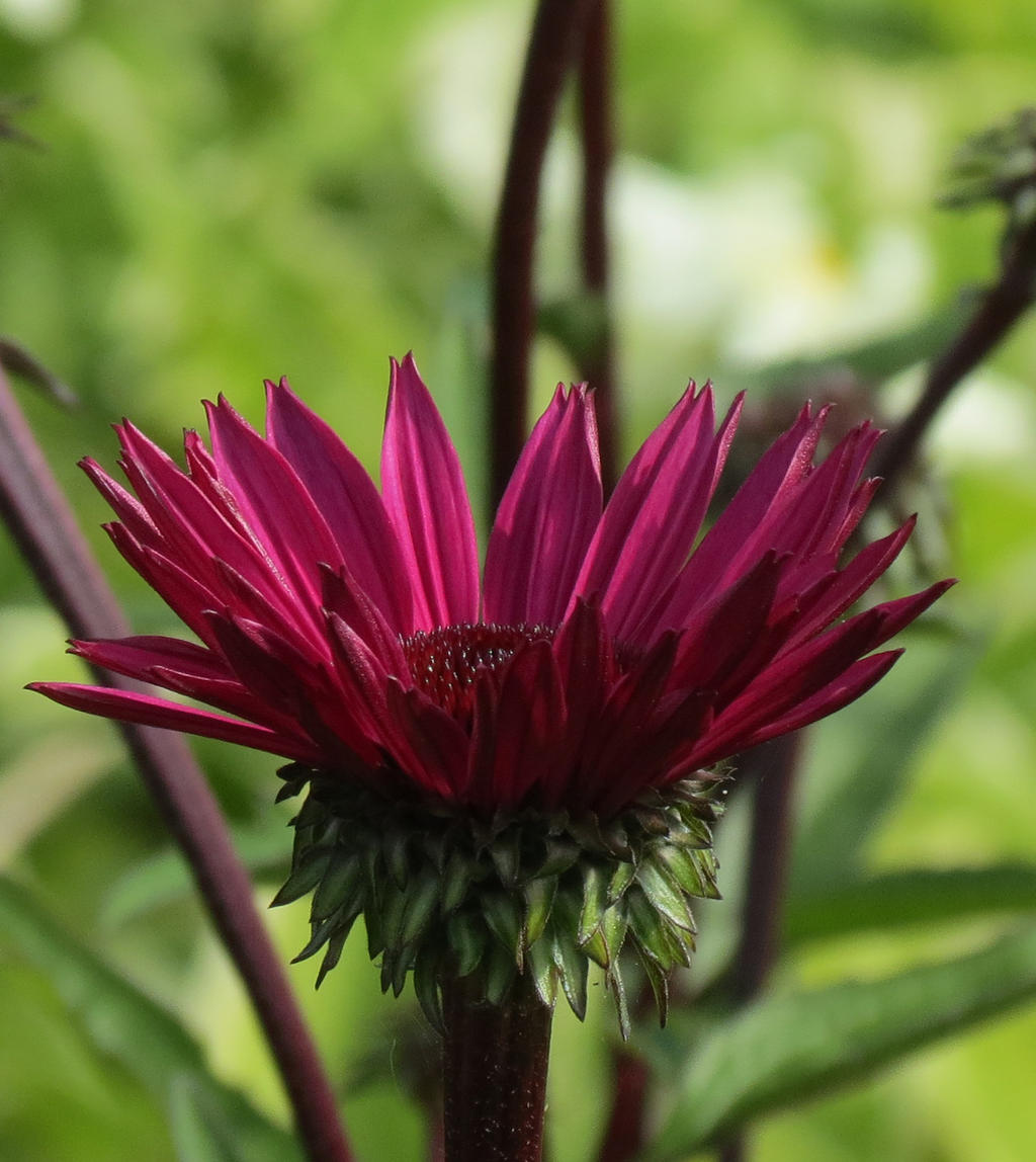 Echinacea 2