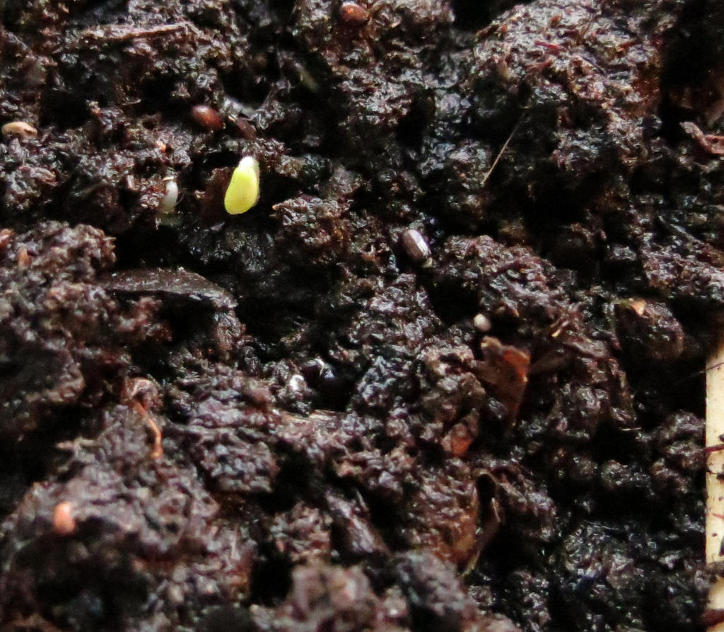 First Seedling 4th March 2014 Lavender 1a