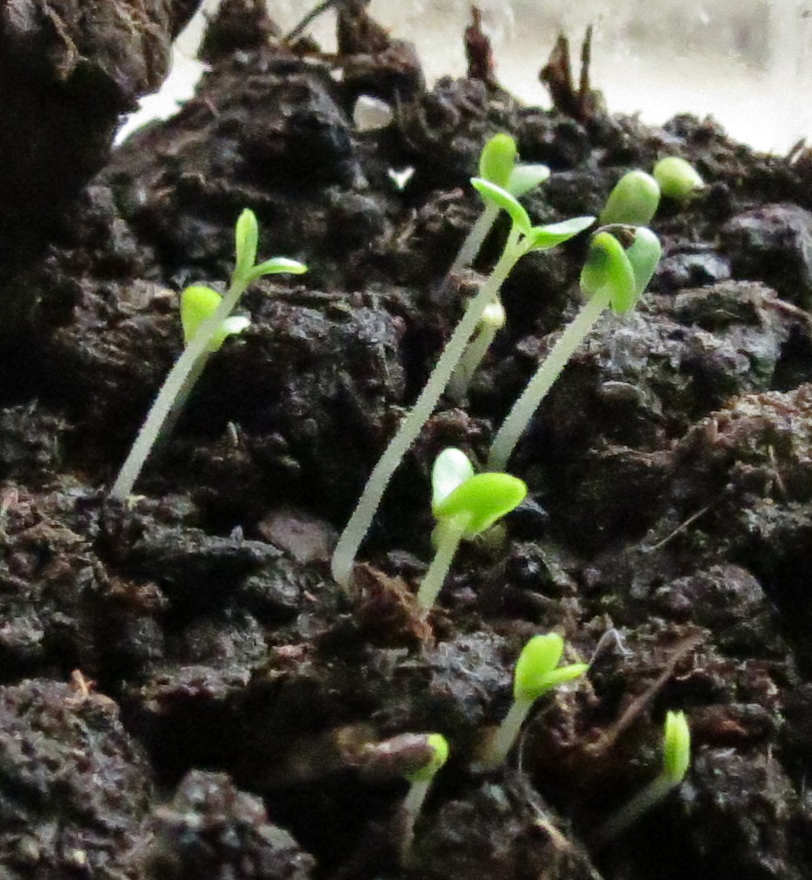 Lavender seedlings March 7th 2014 1d