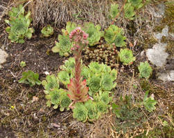 Sempervivum tectorum 1