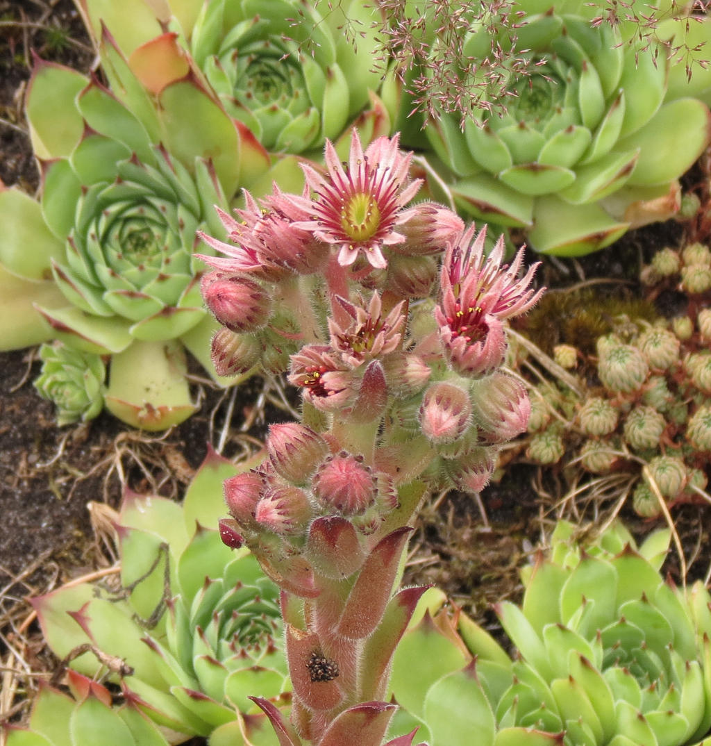 Sempervivum tectorum 2