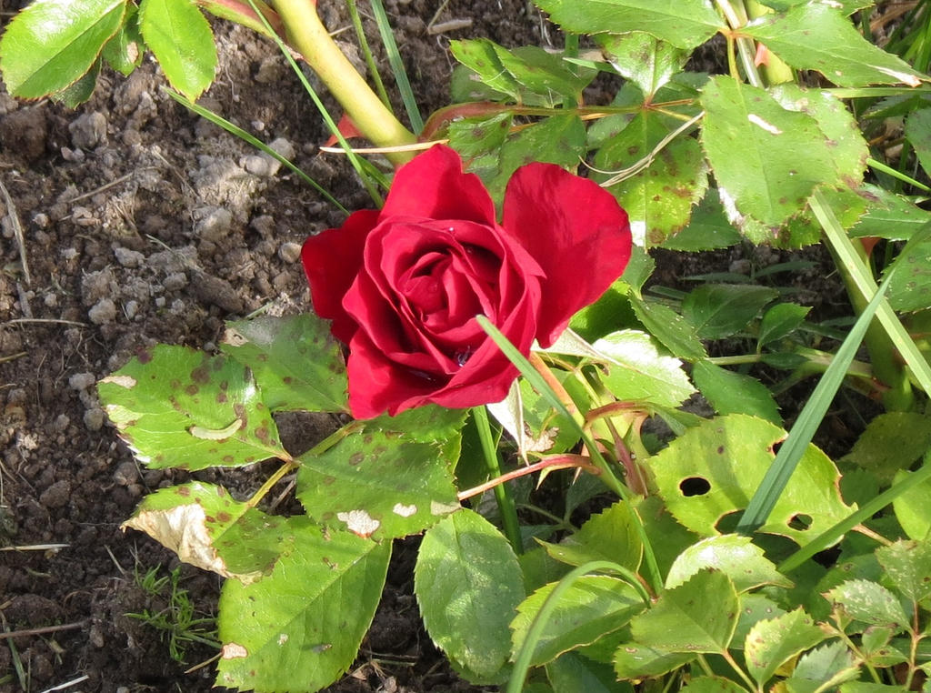 Floribunda-rose 'Black Forest Rose'