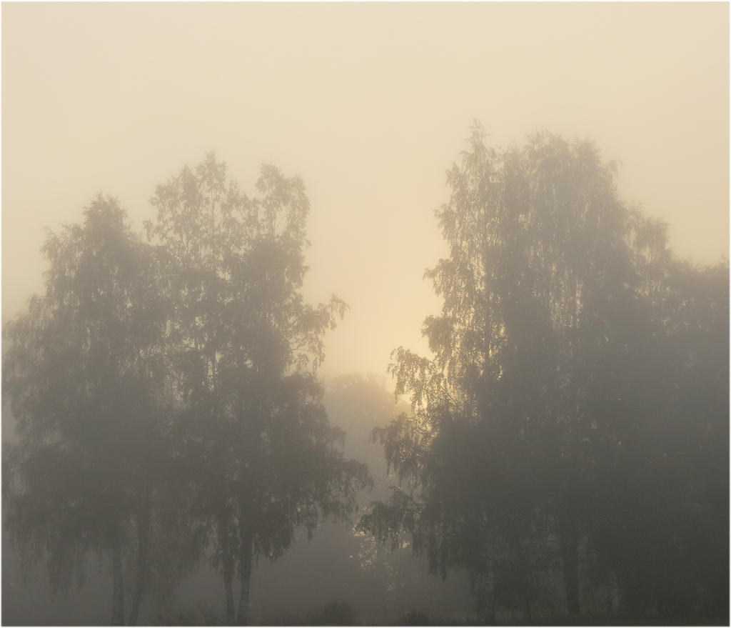 Misty Morning 2