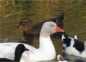 Ducks at Mandelmanns 3