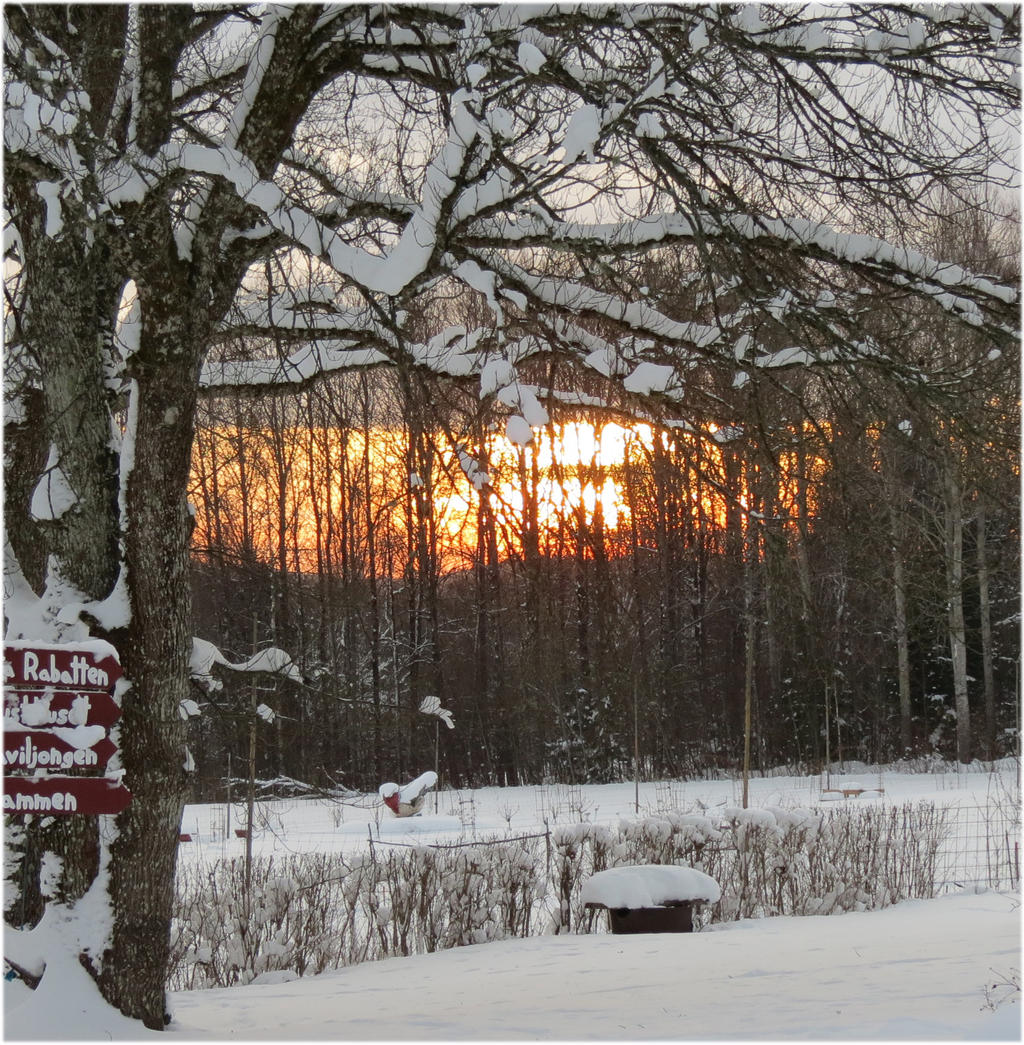 Morning Glow at the Rosegarden 3