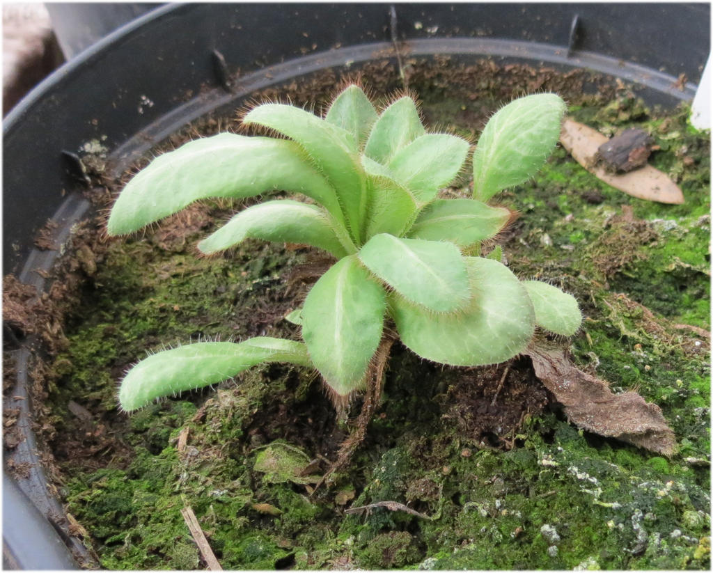 Meconopsis betoncifolia sprouting 1