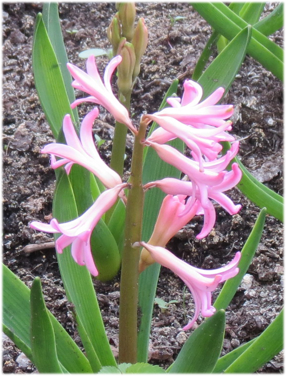 Spring Hyacinth 2