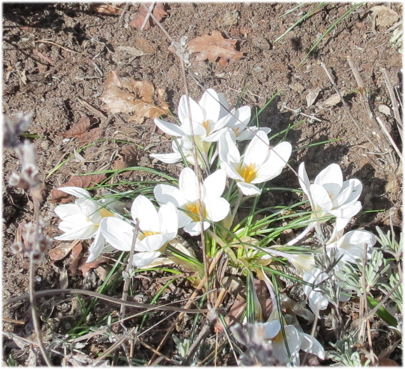 White Crocus 2