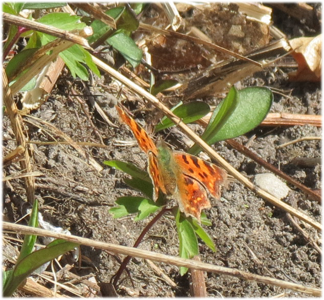 Aglais urticae 1