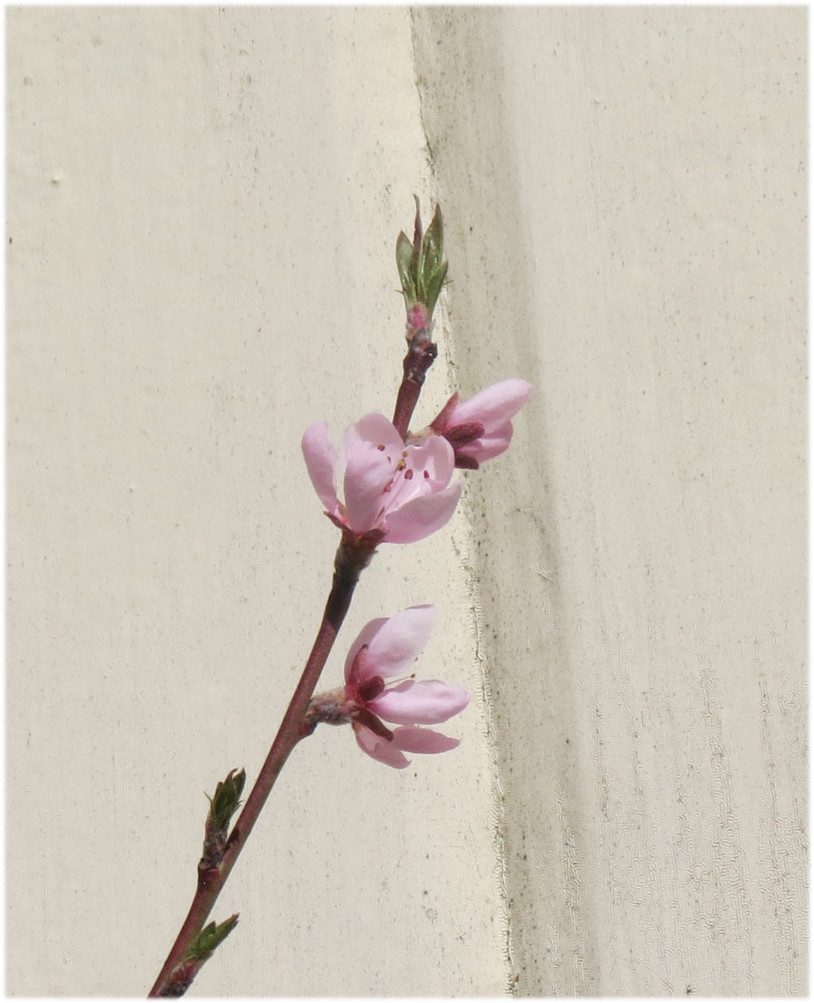 Peach Blossoms 3 2015