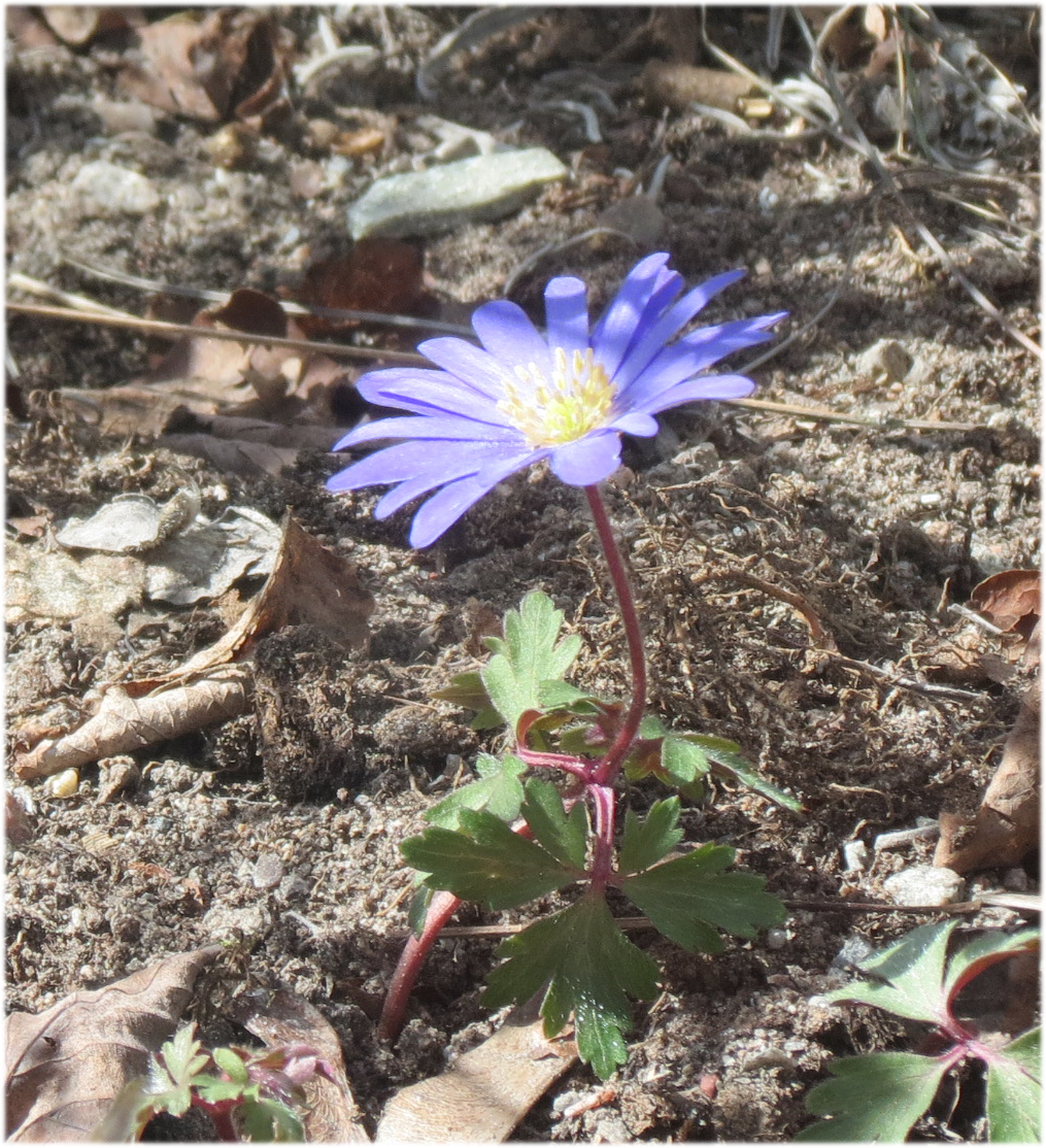 Blue springflower 2