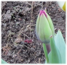 Tulip bud