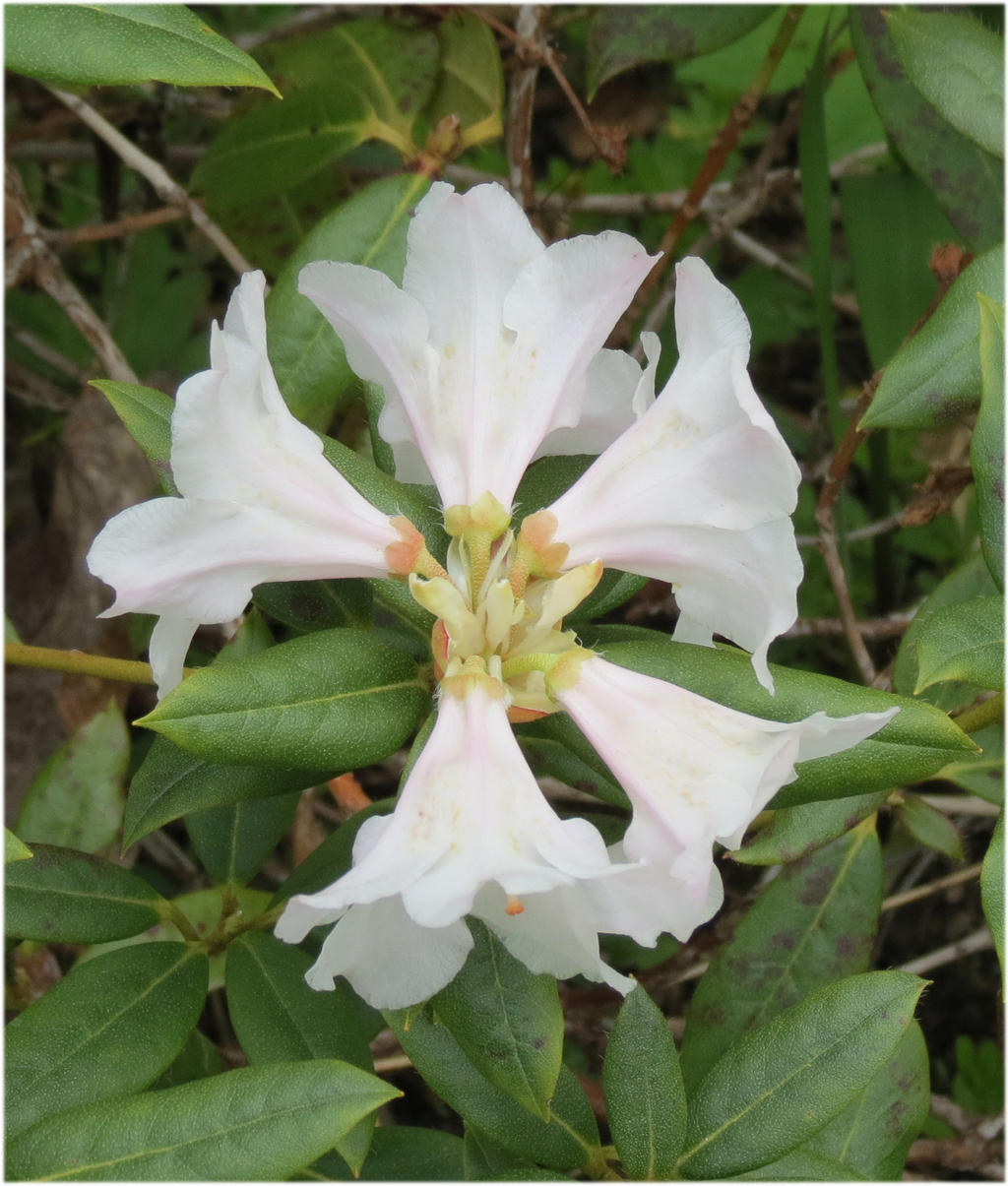 White rhododendron 4