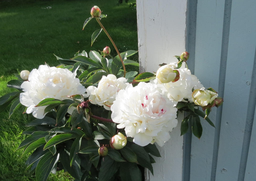 Paeonia 'Maxima' 2