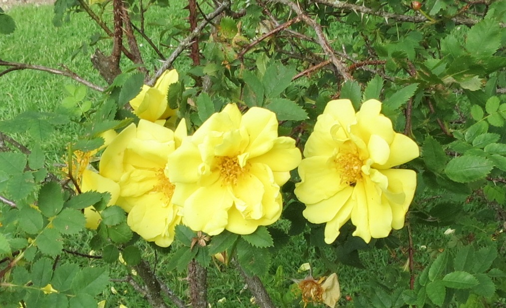 Yellow roses 1