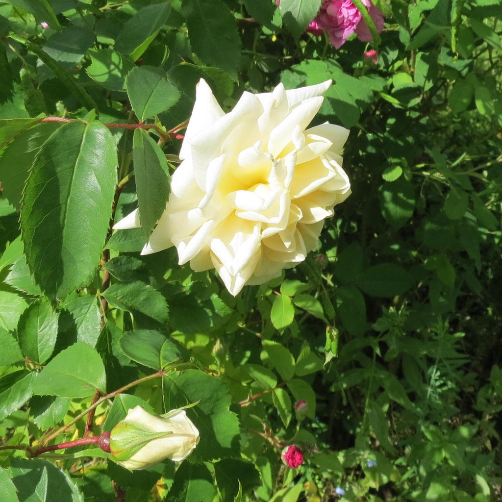 Creamy white rose 2