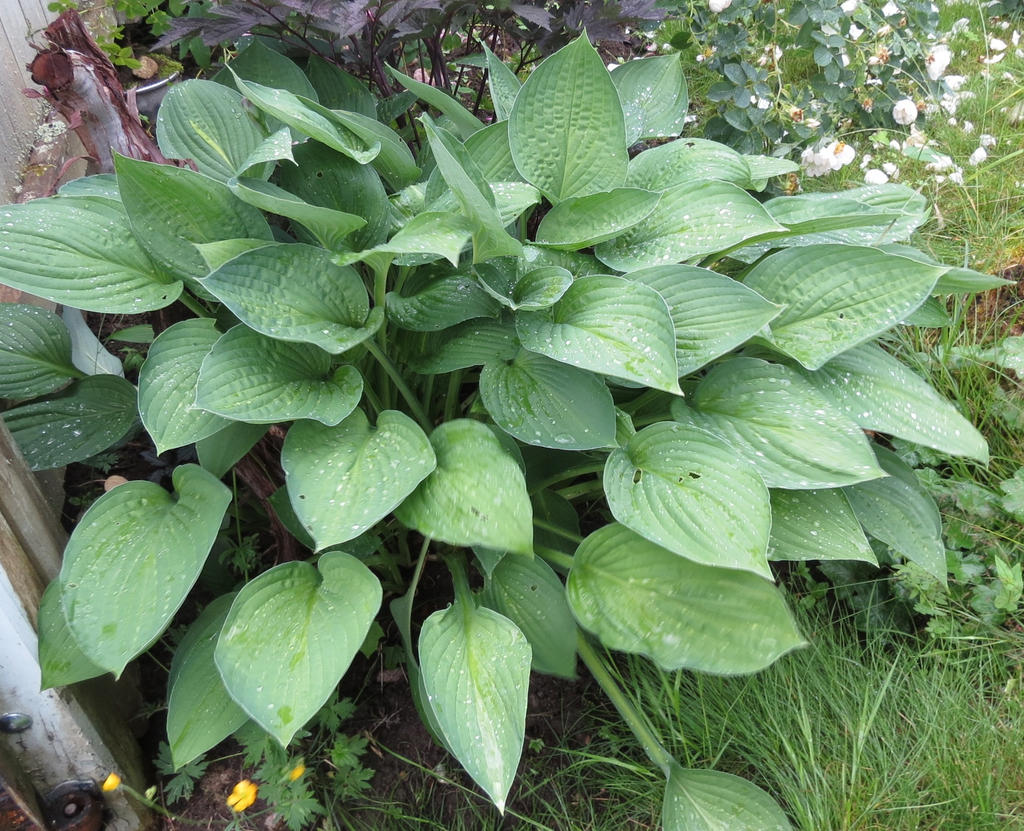 Rain wet Hosta