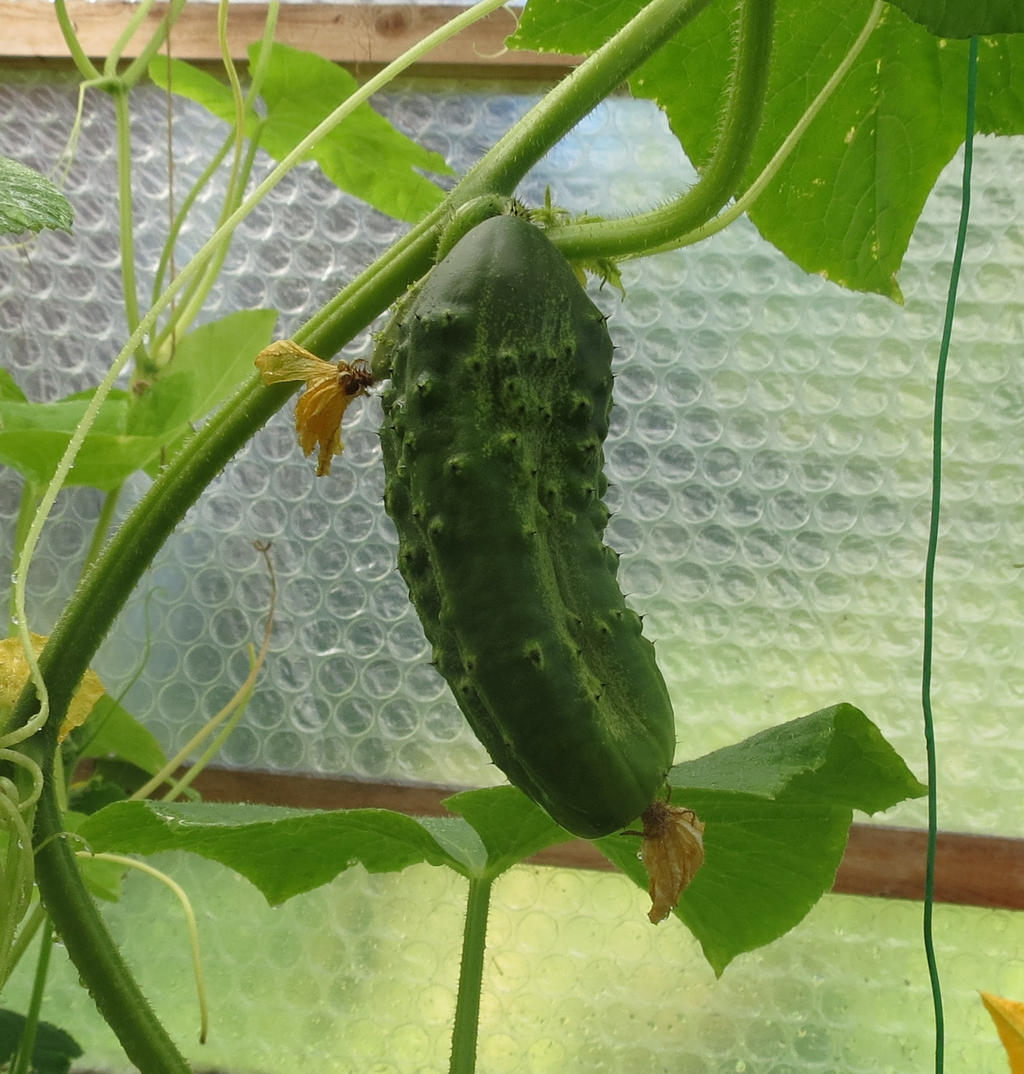 Prickly cucumber