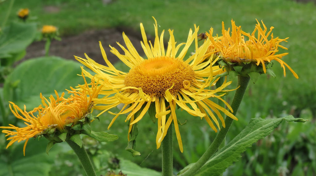 Inula magnifica 4th July 2016 by Kattvinge on DeviantArt