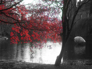 cherry blossom tree