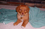 Retriever by radiologiic