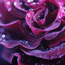 purple.rosa1