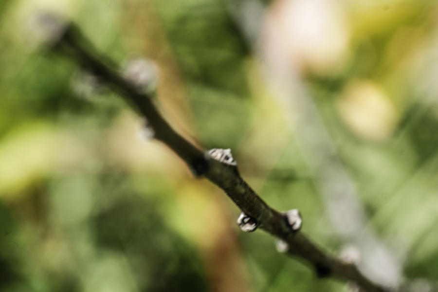 A Stick? Really!* by JazmynneJordaan on DeviantArt