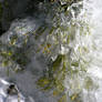 Frozen